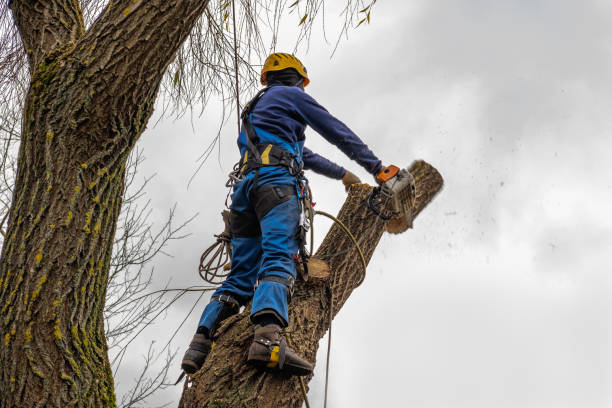 Best Tree Health Inspection  in Newnan, GA