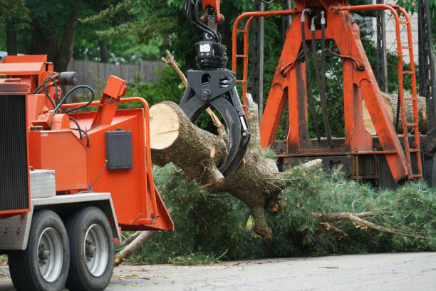 Best Tree Disease Treatment  in Newnan, GA